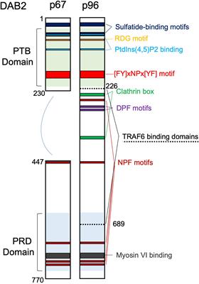 Emerging Roles of Disabled Homolog 2 (DAB2) in Immune Regulation